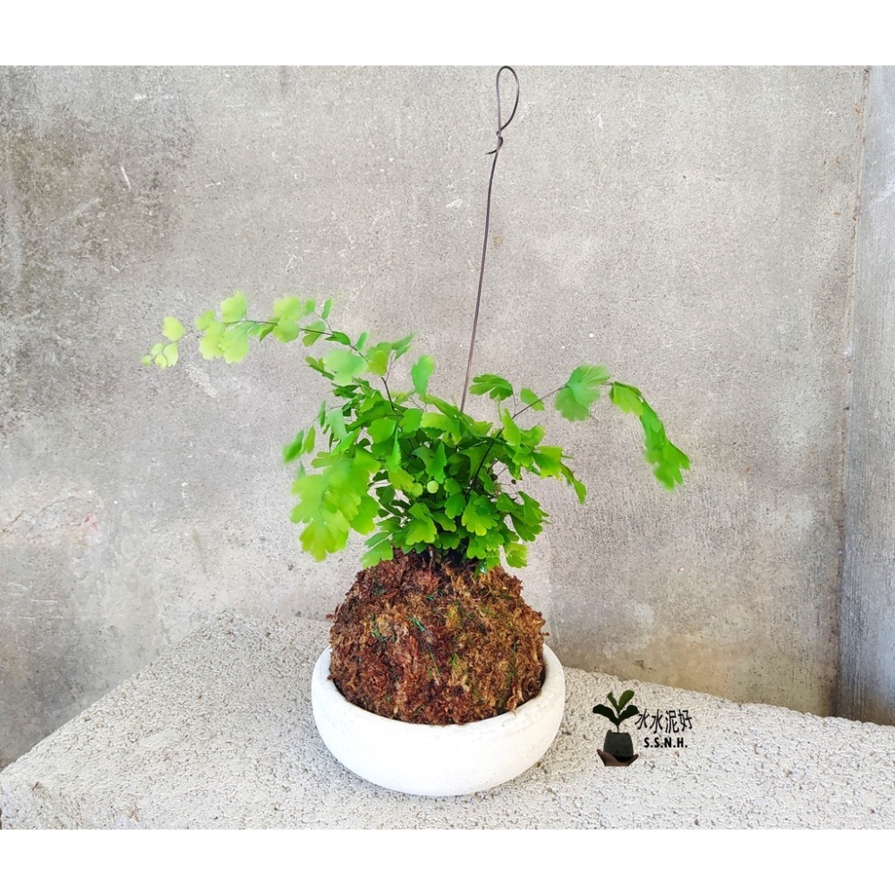 鐵線蕨苔球