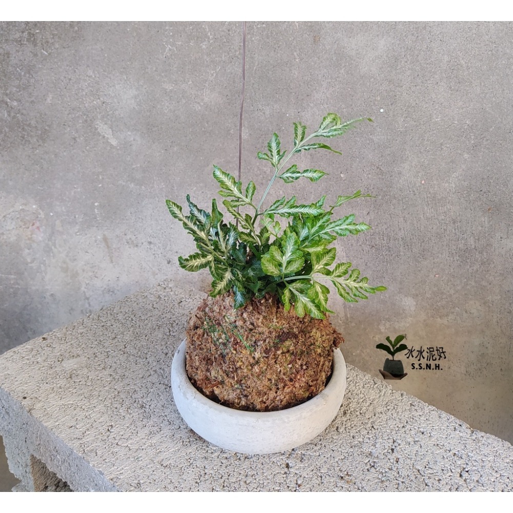 苔球 苔玉 苔球上板窗孔龜背芋波士頓腎蕨 蕾絲蕨 鐵線蕨 兔腳蕨 山蘇苔球 圓葉椒草 黃金葛苔球 吊蘭-規格圖2