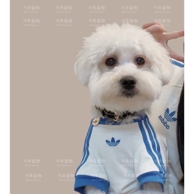 【預購】每日空運回台 adidas originals 上海限定寵物系列代購 愛迪達寵物項圈 真牛皮鉚釘項圈 賣場-細節圖5