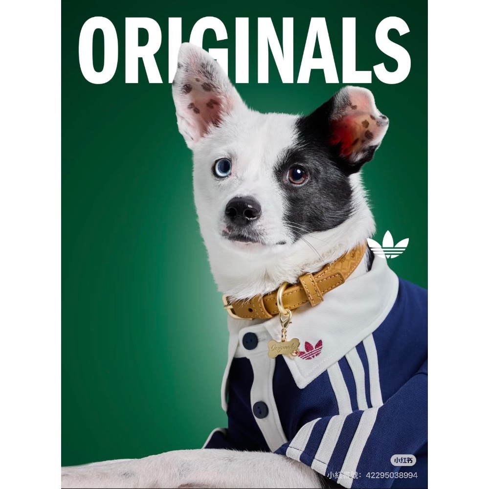【預購】每日空運回台 adidas originals 中國限定寵物系列代購 愛迪達寵物衣 愛迪達寵物字母襯衫賣場-細節圖7