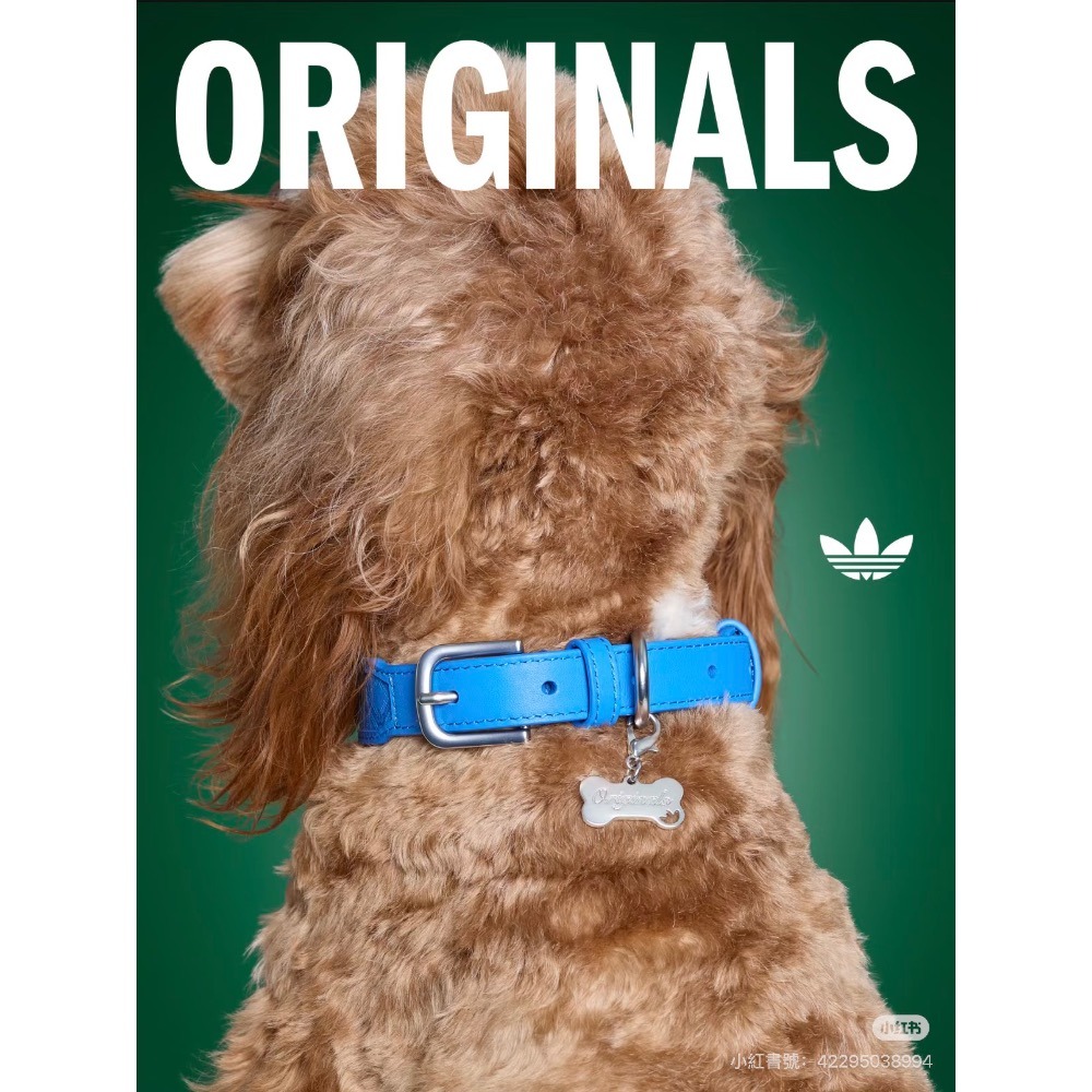 【預購】每日空運回台 adidas originals 中國限定寵物系列代購 愛迪達寵物項圈 皮革項圈 賣場-細節圖6