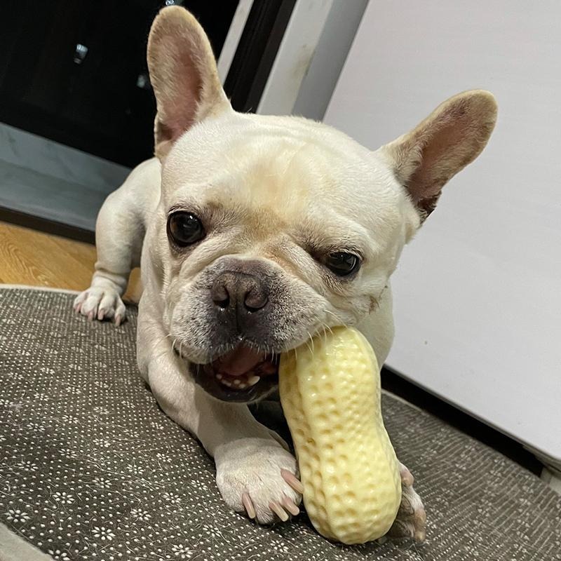 Tpr彈力花生寵物發聲玩具 仿真花生好咬好玩又有趣-細節圖2