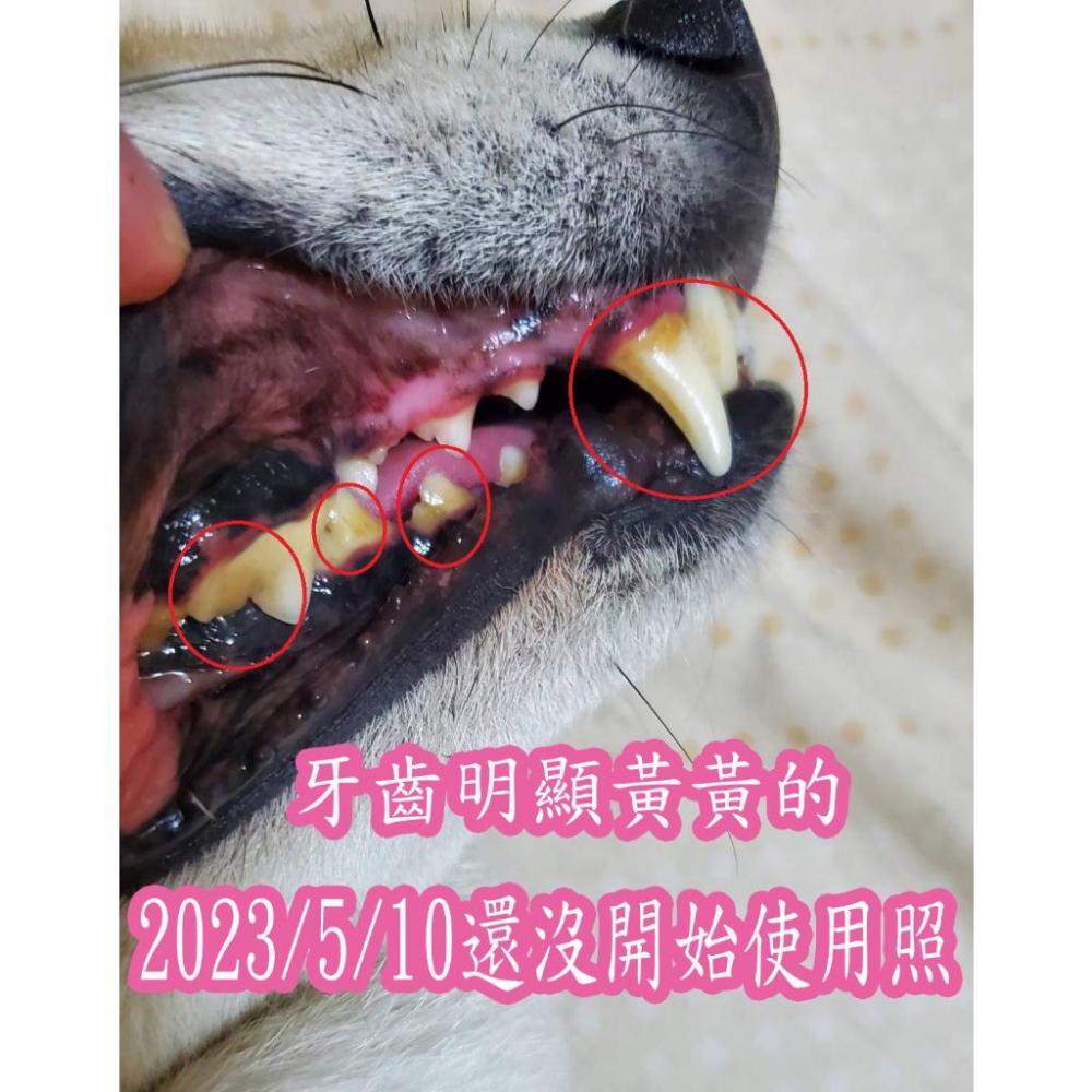 推薦潔牙方便好用的WellnergyPets犬貓牙齒濕紙巾 口腔護理 口腔保健-細節圖3