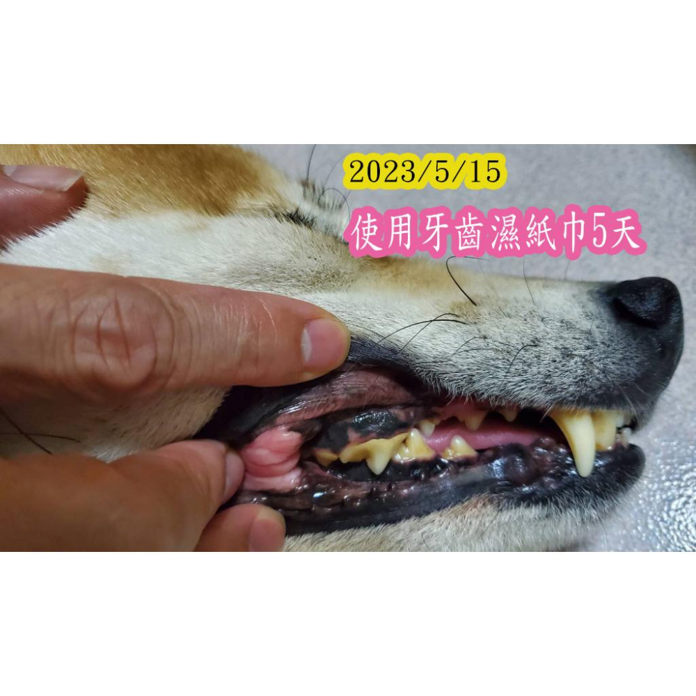 推薦潔牙方便好用的WellnergyPets犬貓牙齒濕紙巾 口腔護理 口腔保健-細節圖4