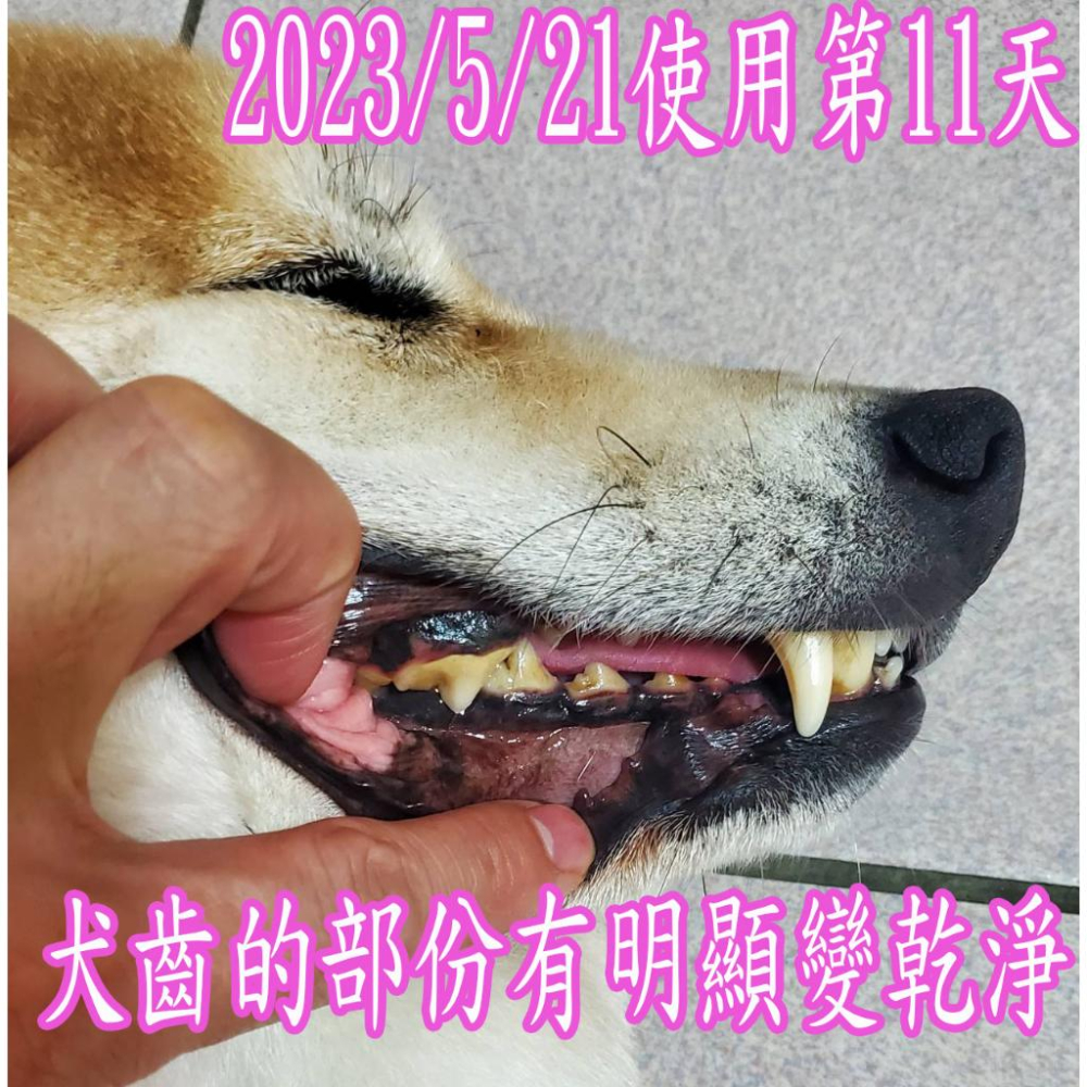 推薦潔牙方便好用的WellnergyPets犬貓牙齒濕紙巾 口腔護理 口腔保健-細節圖5