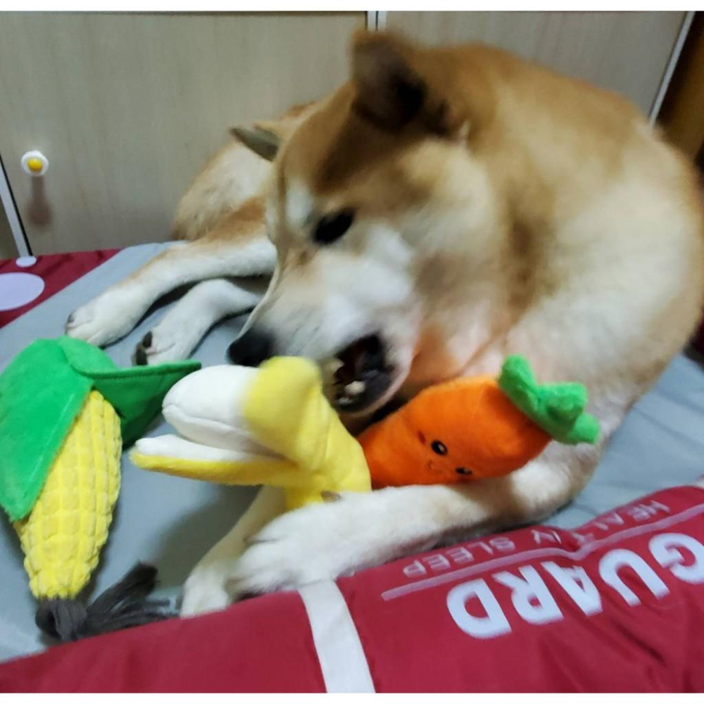 狗狗玩具蔬菜水果 香蕉 玉米 紅蔔蔔發聲玩具 發聲紙寵物玩具-細節圖3