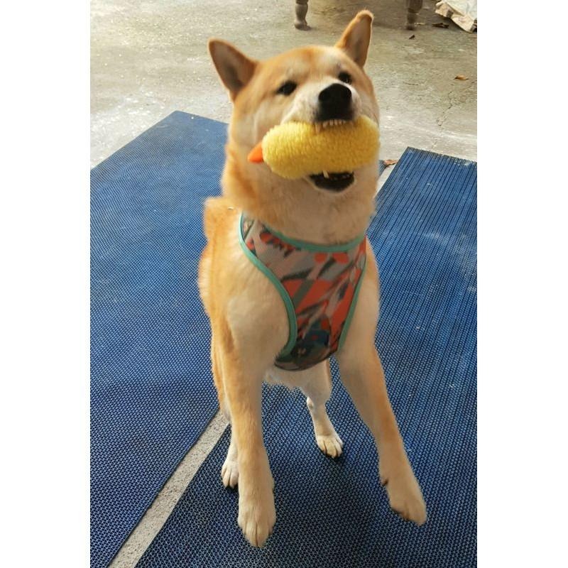 可愛炸蝦天婦羅寵物發聲玩具 狗狗玩具~還能當拍照道具-細節圖2