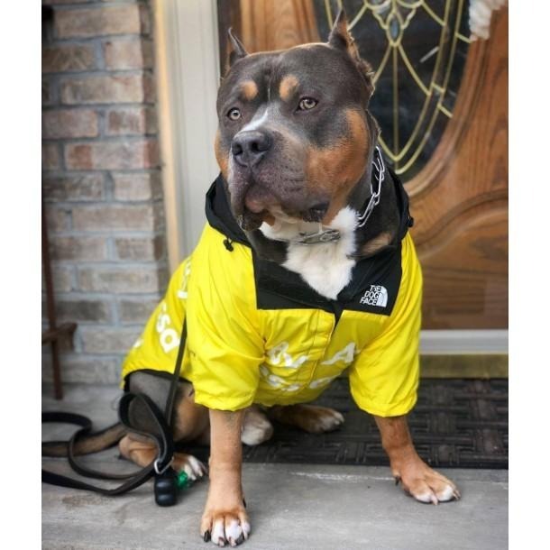 寵物帥氣雨衣 柴犬沖鋒衣 狗狗雨衣 狗臉雨衣 新潮雨衣-細節圖4