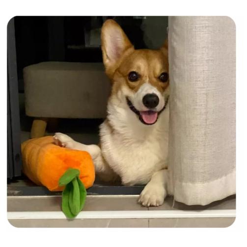 仿真大紅蘿蔔發聲玩具 寵物發泄玩具 葉子內有響紙-細節圖7