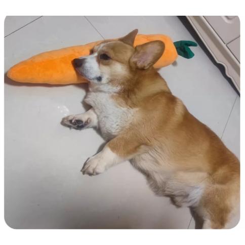 仿真大紅蘿蔔發聲玩具 寵物發泄玩具 葉子內有響紙-細節圖8