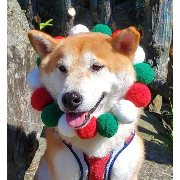 大球款寵物彩色球項圈 聖誕節裝飾領巾-細節圖3