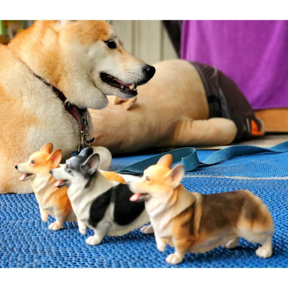 柯基公仔 柯基模型 柯基擺飾 柴犬公仔-細節圖2