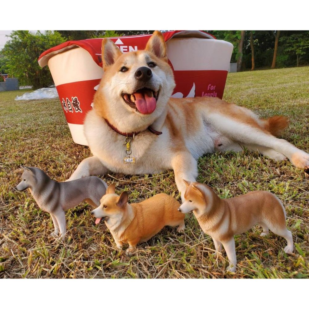 柯基公仔 柯基模型 柯基擺飾 柴犬公仔-細節圖5