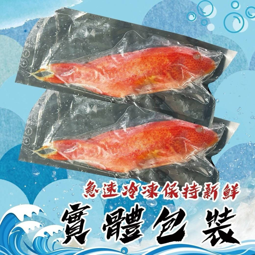 好神-燕尾紅條石斑魚(200-300g/尾)-細節圖4