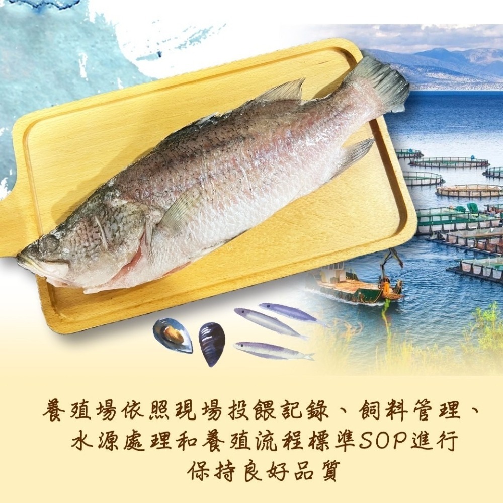 好神-屏東三去金目鱸魚(400g/尾)-細節圖4