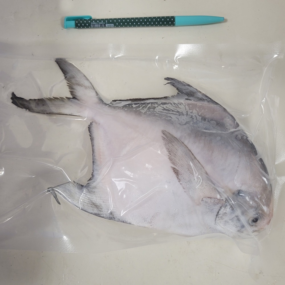 好神-白鯧魚(200g~300g/尾)-細節圖5