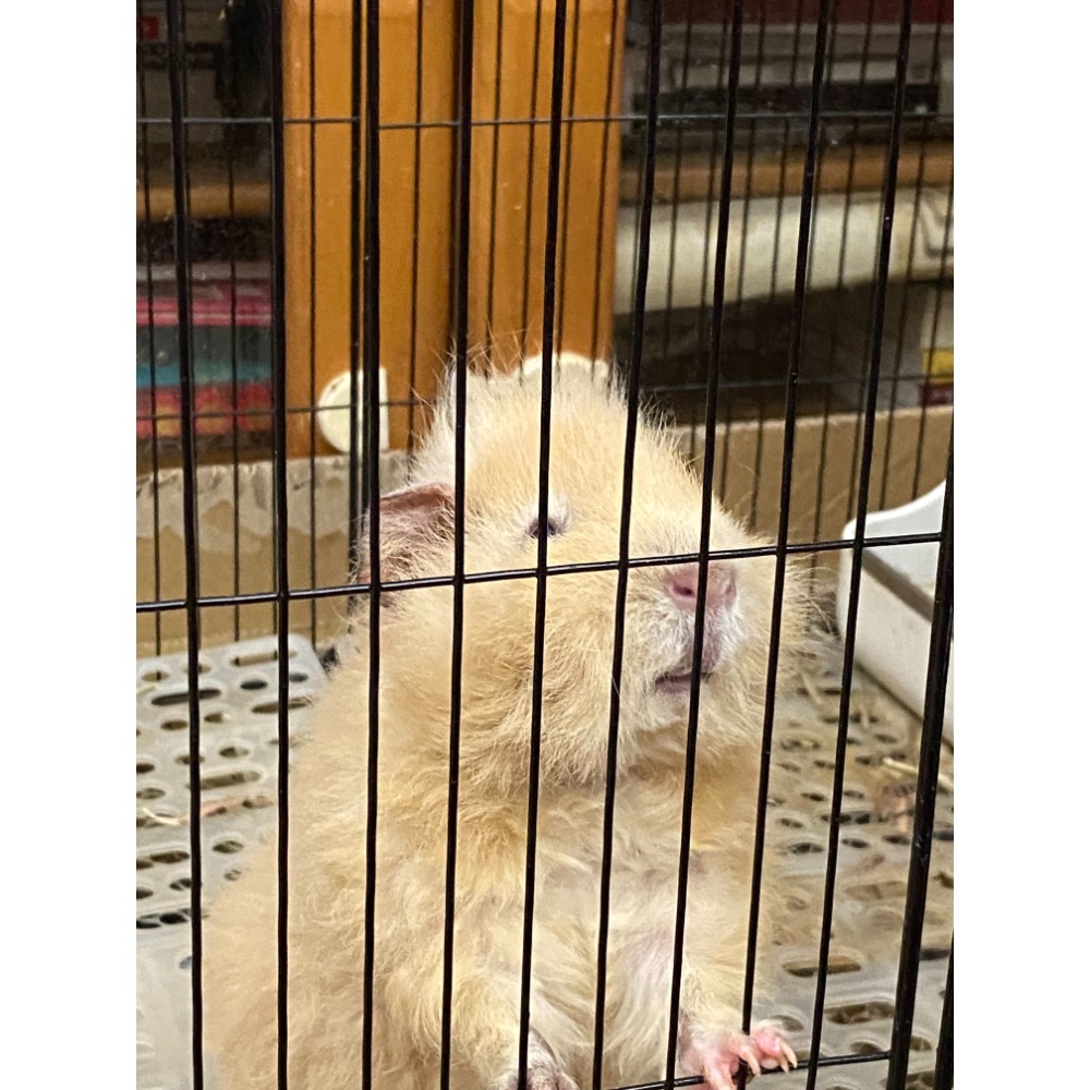 小晶的專屬賣場-細節圖2