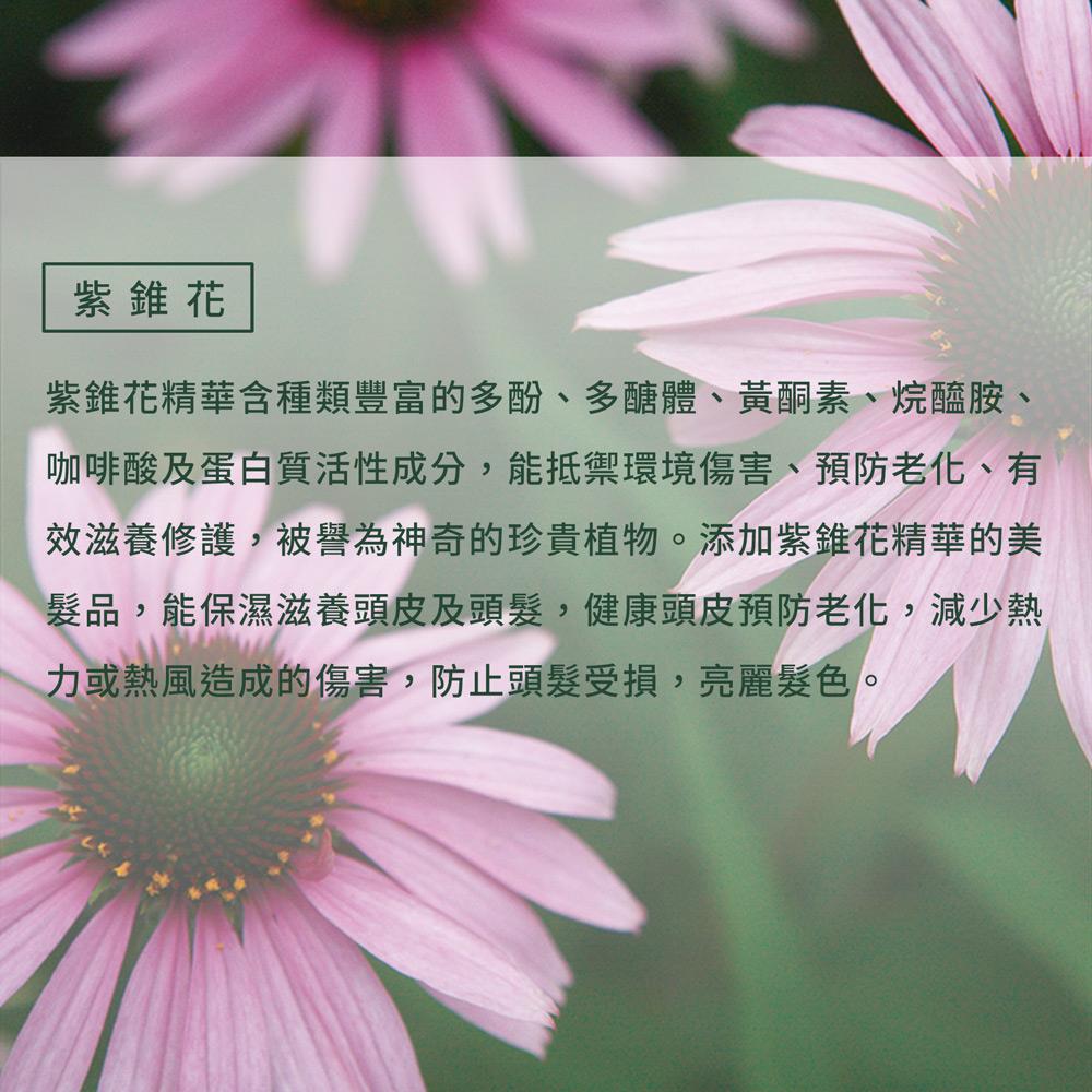 JOLLYARD(潔麗雅) 自然微風  紫錐花豐盈洗髮精 SR 260ml (細軟髮適用)-細節圖6