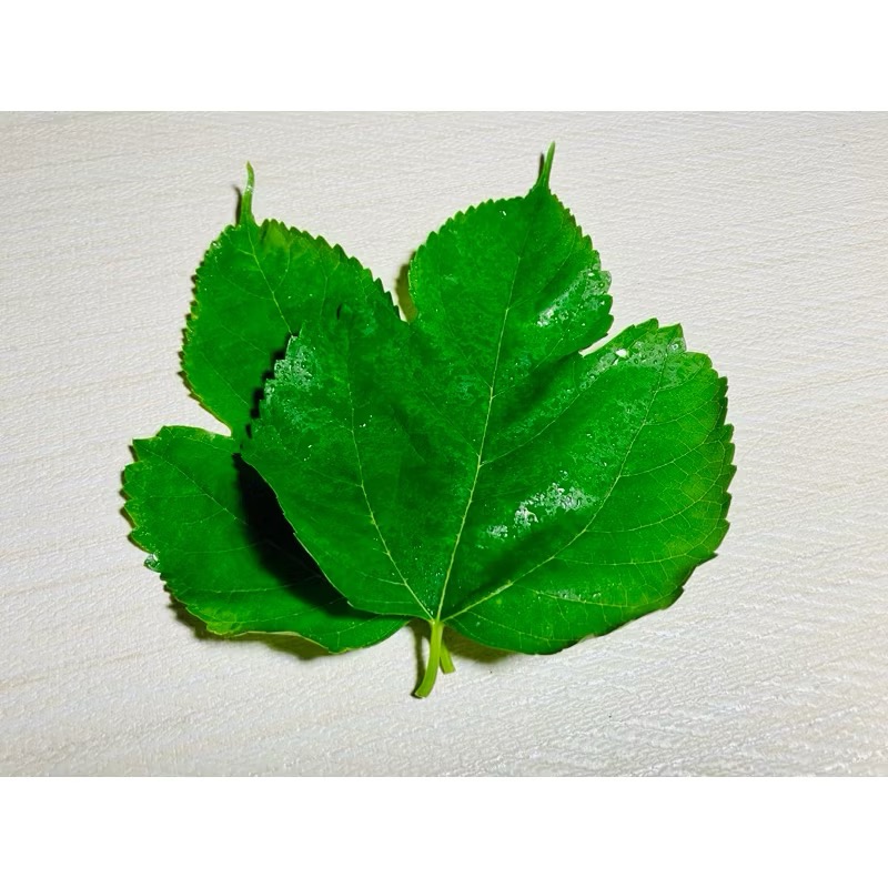 新鮮桑葉 天然無毒 蠶寶寶/陸龜/兔螺飼料-細節圖3