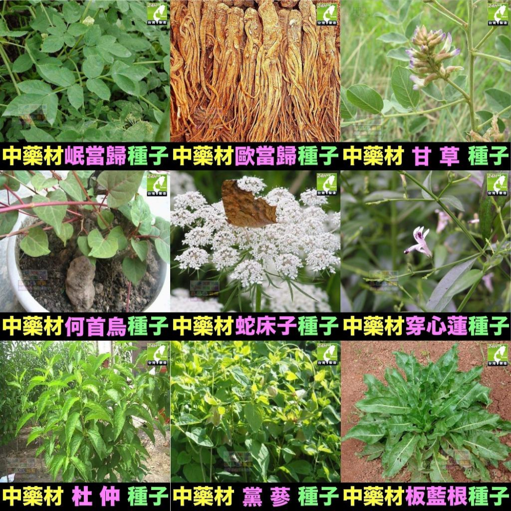 🍀㊣中藥種子 當歸 岷當歸 歐當歸 甘草 何首烏 蛇床子 穿心蓮 杜仲 黨蔘 板藍根 中藥材植物種子 可盆栽 岷當歸種子-細節圖2