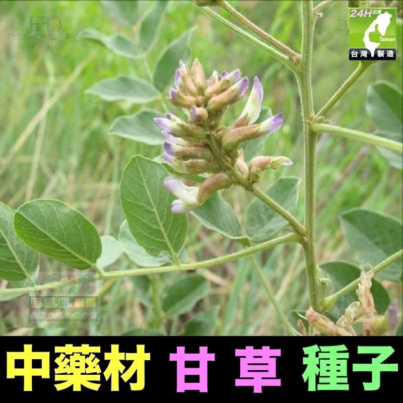 🍀㊣中藥種子 當歸 岷當歸 歐當歸 甘草 何首烏 蛇床子 穿心蓮 杜仲 黨蔘 板藍根 中藥材植物種子 可盆栽 岷當歸種子-細節圖4