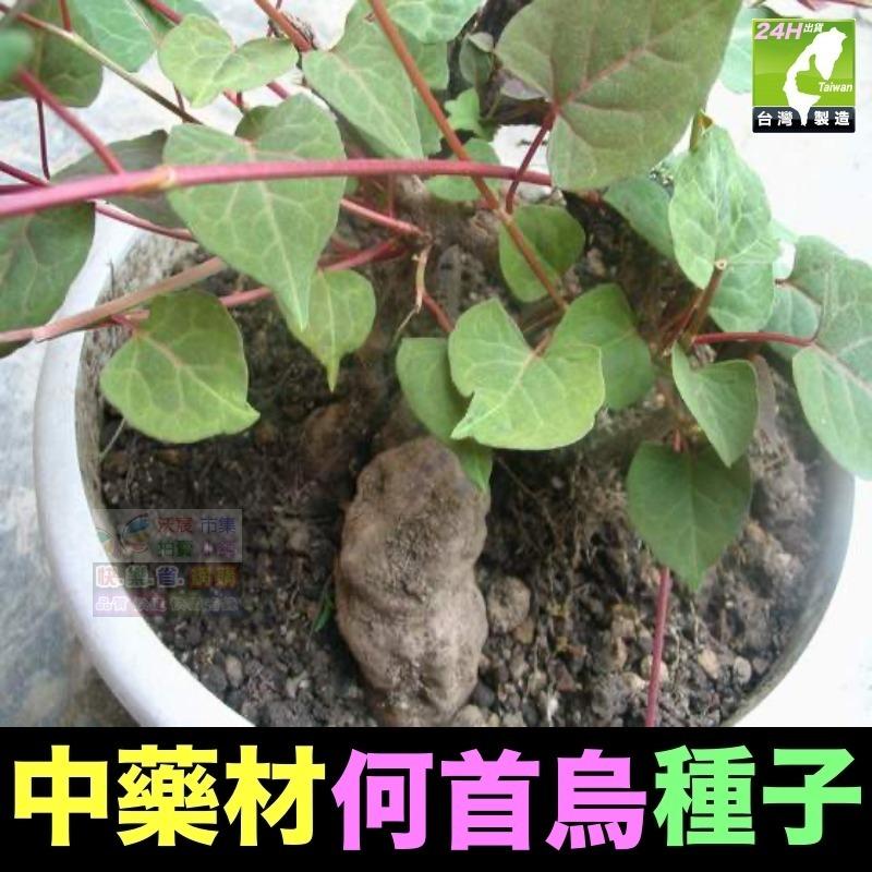 🍀㊣中藥種子 當歸 岷當歸 歐當歸 甘草 何首烏 蛇床子 穿心蓮 杜仲 黨蔘 板藍根 中藥材植物種子 可盆栽 岷當歸種子-細節圖5