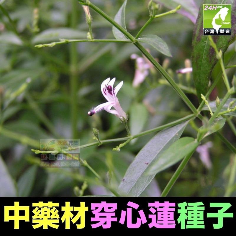 🍀㊣中藥種子 當歸 岷當歸 歐當歸 甘草 何首烏 蛇床子 穿心蓮 杜仲 黨蔘 板藍根 中藥材植物種子 可盆栽 岷當歸種子-細節圖7