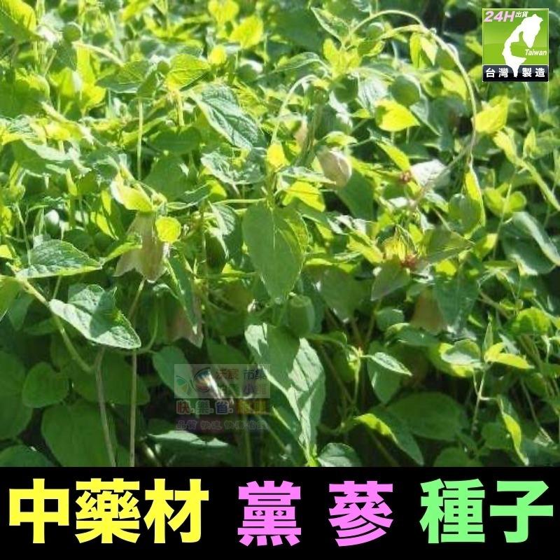 🍀㊣中藥種子 當歸 岷當歸 歐當歸 甘草 何首烏 蛇床子 穿心蓮 杜仲 黨蔘 板藍根 中藥材植物種子 可盆栽 岷當歸種子-細節圖9