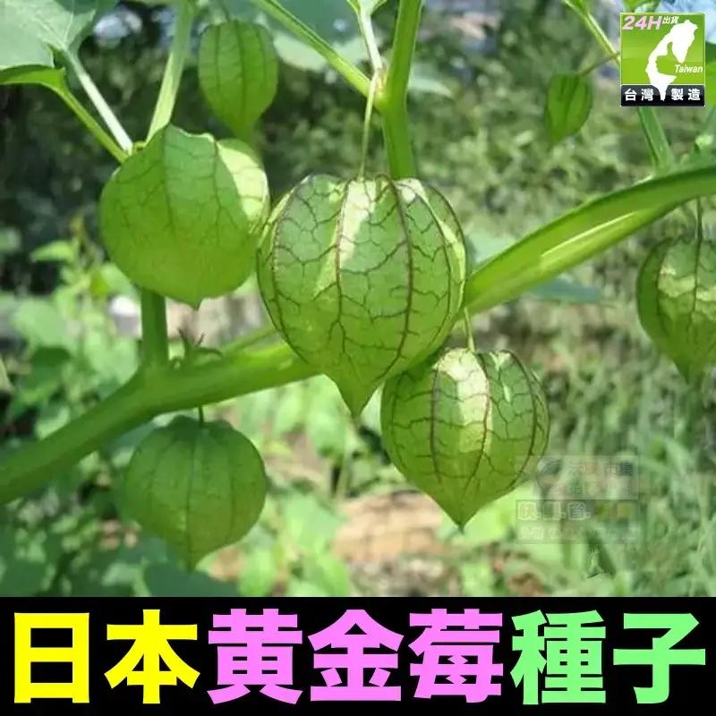 🎏㊣台灣24H現貨【綠博士】日本黃金莓 日本紅鑽莓 種子 水果種子 姑娘果 黃姑娘 紅姑娘 大果燈籠果種子 超甜大果奶香-細節圖4
