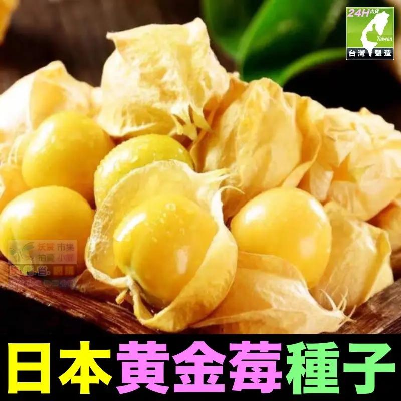 🎏㊣台灣24H現貨【綠博士】日本黃金莓 日本紅鑽莓 種子 水果種子 姑娘果 黃姑娘 紅姑娘 大果燈籠果種子 超甜大果奶香-細節圖6