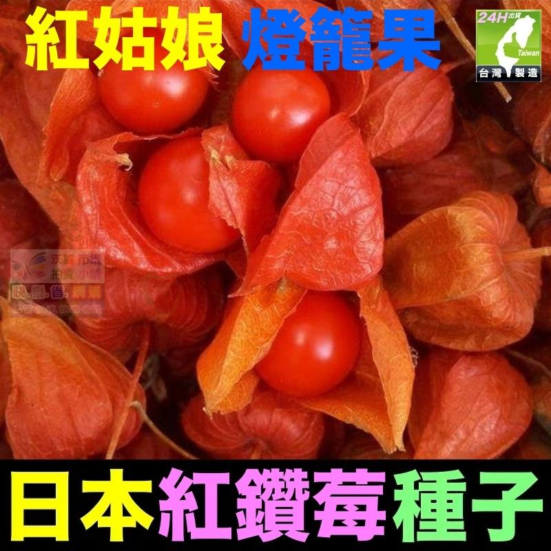 🎏㊣台灣24H現貨【綠博士】日本黃金莓 日本紅鑽莓 種子 水果種子 姑娘果 黃姑娘 紅姑娘 大果燈籠果種子 超甜大果奶香-細節圖7