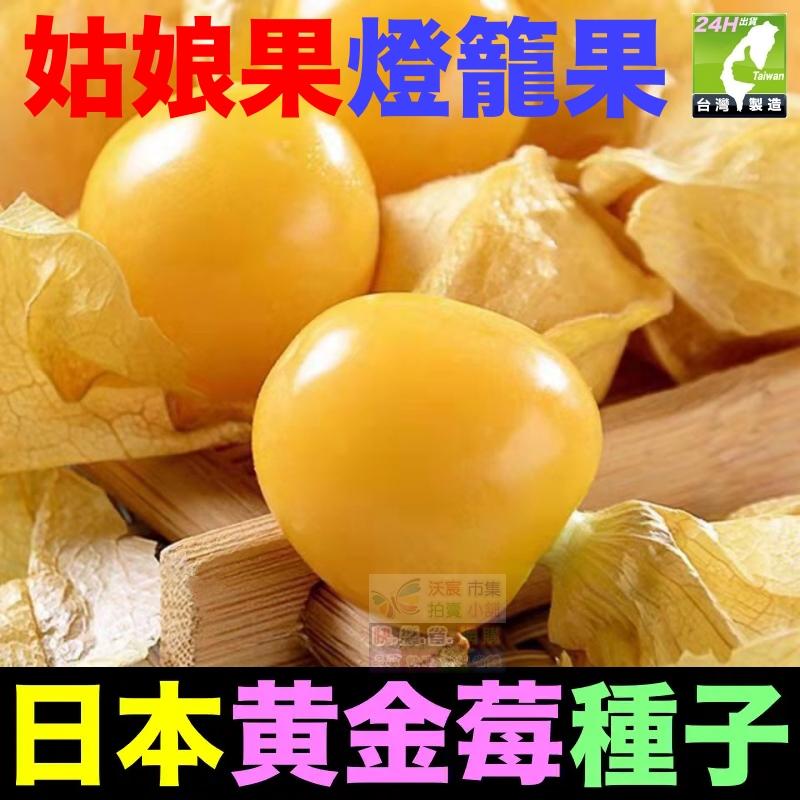 🎏㊣台灣24H現貨【綠博士】日本黃金莓 日本紅鑽莓 種子 水果種子 姑娘果 黃姑娘 紅姑娘 大果燈籠果種子 超甜大果奶香-細節圖8