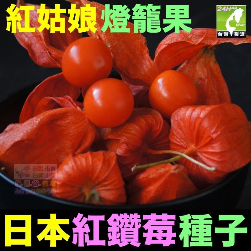 🎏㊣台灣24H現貨【綠博士】日本黃金莓 日本紅鑽莓 種子 水果種子 姑娘果 黃姑娘 紅姑娘 大果燈籠果種子 超甜大果奶香-細節圖9