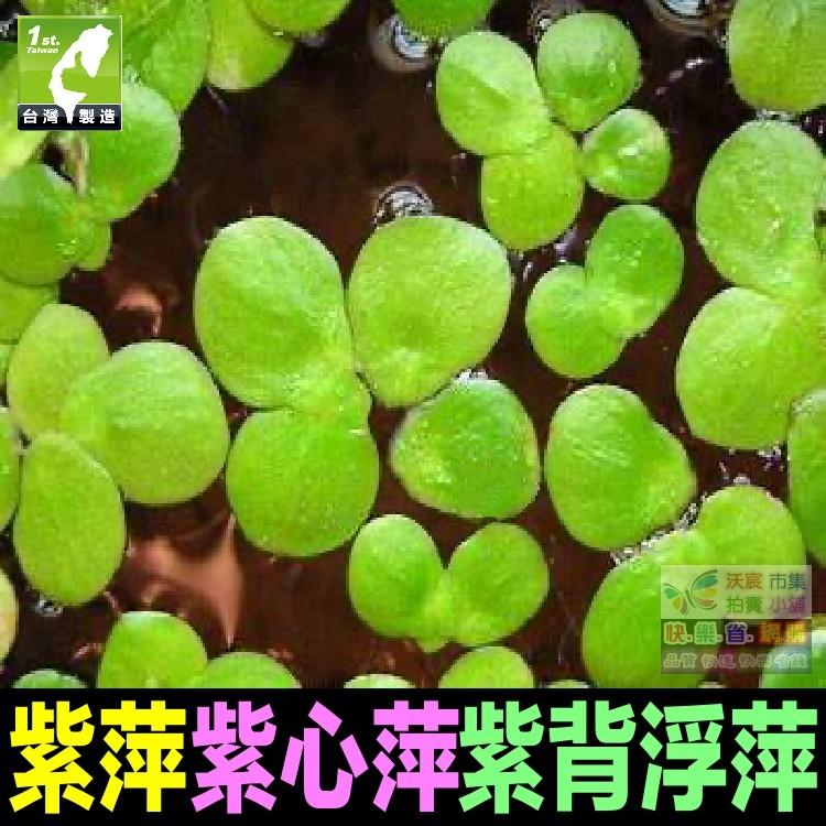 🍎㊣紫萍 紫心萍 浮萍 田萍 紫背浮萍(葉背紅紫色) 水生植物 魚飼料 淨化水質 魚缸裝飾 水族造景-細節圖2