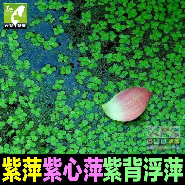 🍎㊣紫萍 紫心萍 浮萍 田萍 紫背浮萍(葉背紅紫色) 水生植物 魚飼料 淨化水質 魚缸裝飾 水族造景-細節圖3