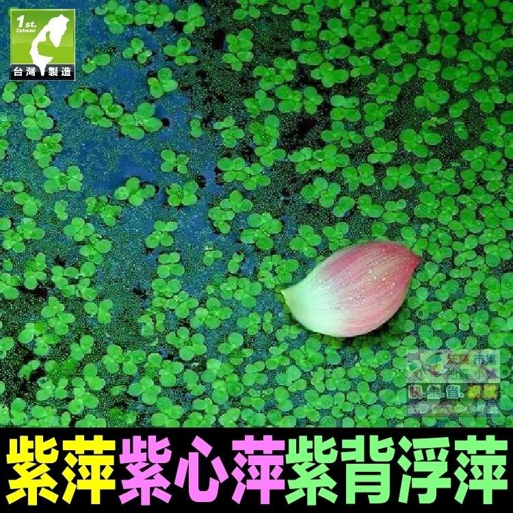 🍎㊣紫萍 紫心萍 浮萍 田萍 紫背浮萍(葉背紅紫色) 水生植物 魚飼料 淨化水質 魚缸裝飾 水族造景-細節圖3