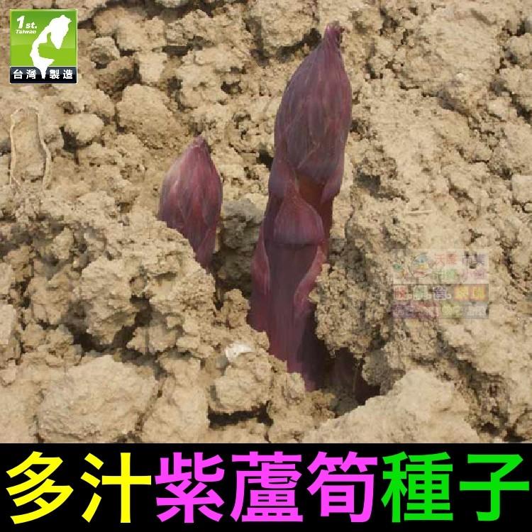 🍆㊣【我想發芽】紫蘆筍種子 肥大 多汁 微甜 柔嫩可口 易栽好活 陽台盆栽 (約5粒/包) 25元-細節圖4