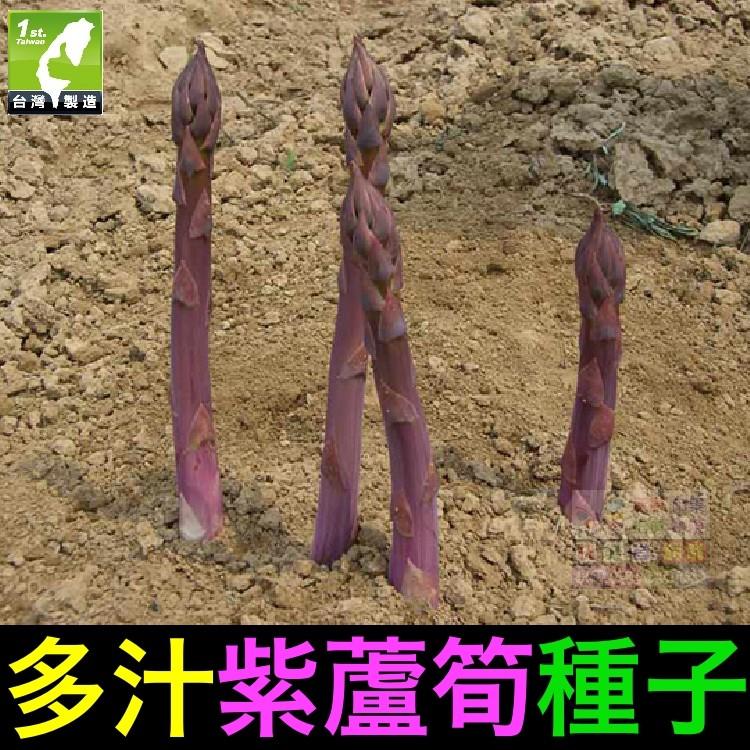 🍆㊣【我想發芽】紫蘆筍種子 肥大 多汁 微甜 柔嫩可口 易栽好活 陽台盆栽 (約5粒/包) 25元-細節圖5
