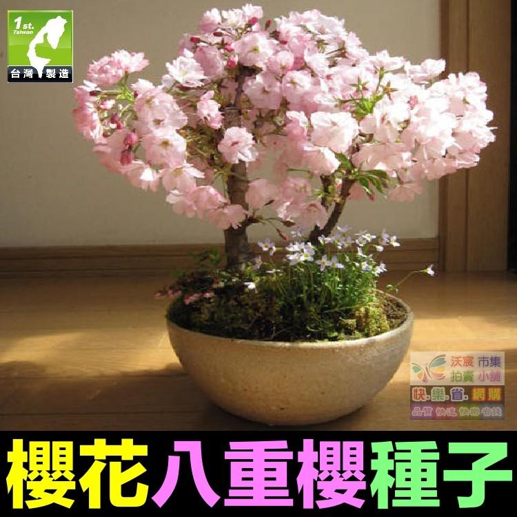 🌸㊣【我想發芽】櫻花種子 多年生林木 花卉種子 櫻花樹 觀賞性極強 易栽好活 陽台盆栽-細節圖2