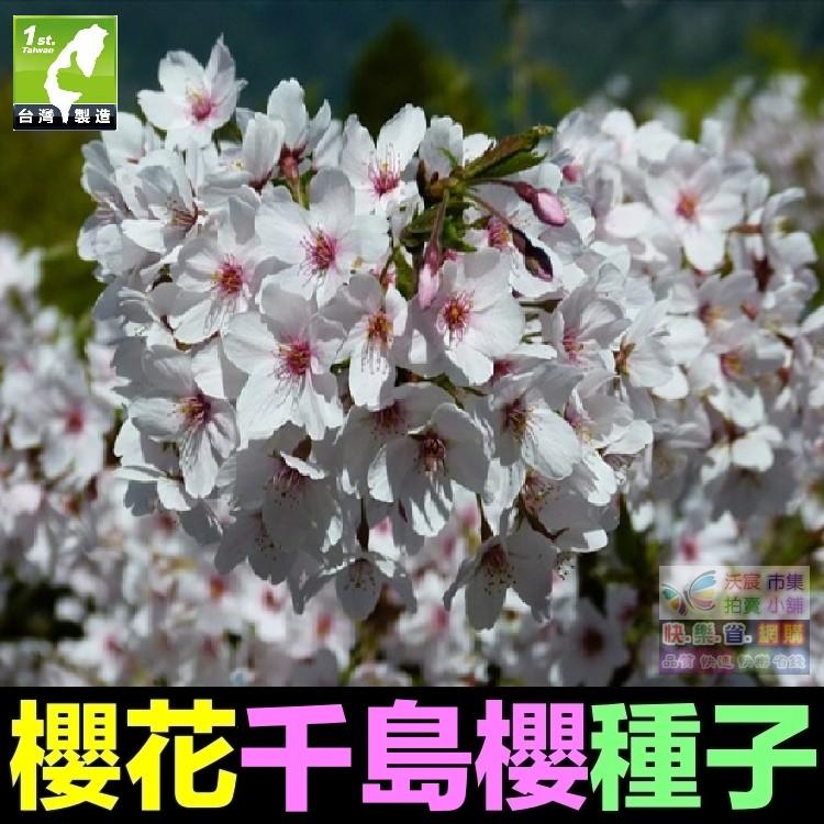 🌸㊣【我想發芽】櫻花種子 多年生林木 花卉種子 櫻花樹 觀賞性極強 易栽好活 陽台盆栽-細節圖4