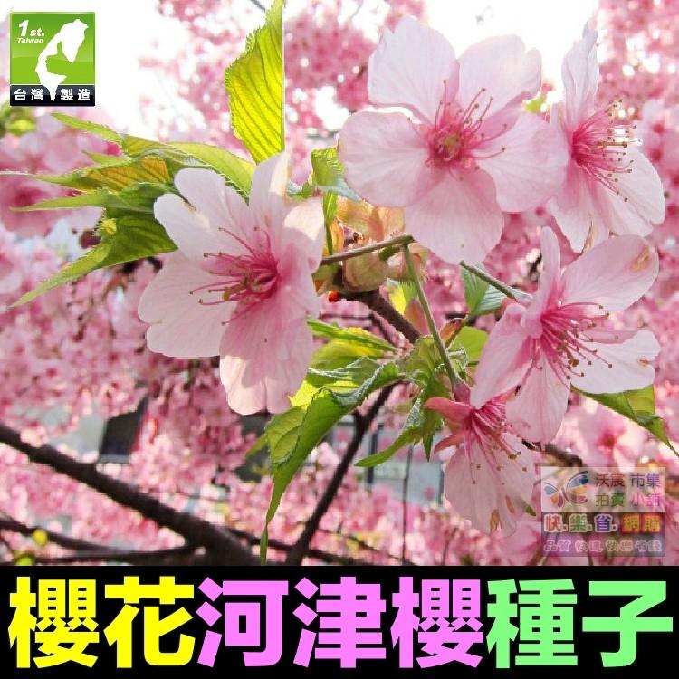 🌸㊣【我想發芽】櫻花種子 多年生林木 花卉種子 櫻花樹 觀賞性極強 易栽好活 陽台盆栽-細節圖5