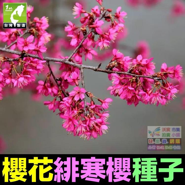 🌸㊣【我想發芽】櫻花種子 多年生林木 花卉種子 櫻花樹 觀賞性極強 易栽好活 陽台盆栽-細節圖6