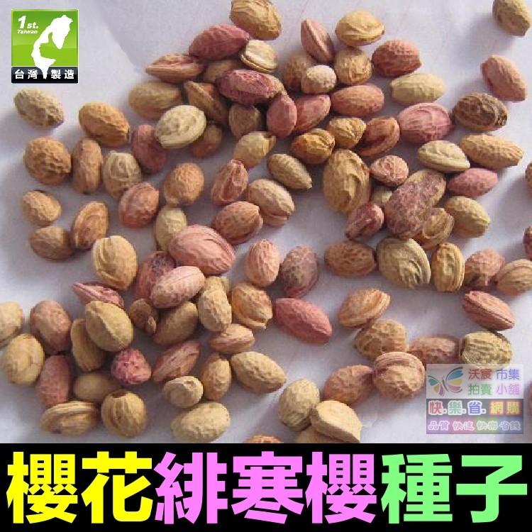 🌸㊣【我想發芽】櫻花種子 多年生林木 花卉種子 櫻花樹 觀賞性極強 易栽好活 陽台盆栽-細節圖7