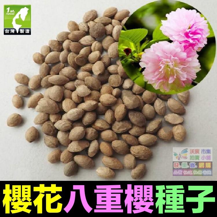 🌸㊣【我想發芽】櫻花種子 多年生林木 花卉種子 櫻花樹 觀賞性極強 易栽好活 陽台盆栽-細節圖8