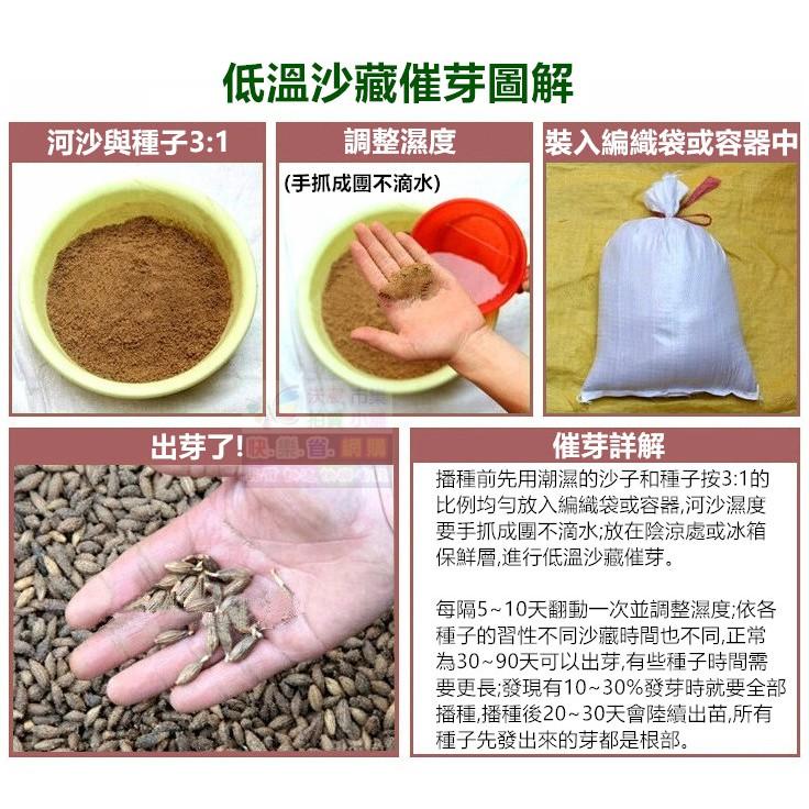 🌸㊣【我想發芽】櫻花種子 多年生林木 花卉種子 櫻花樹 觀賞性極強 易栽好活 陽台盆栽-細節圖9