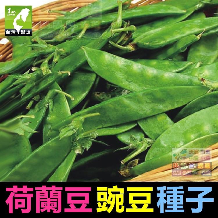 🥜㊣【我會發芽】荷蘭豆種子 豌豆種子 蔓性一代交配品種 高產抗病 法國大莢扁豆 豌豆莢 高營養 可盆栽 約10粒/包25-細節圖2