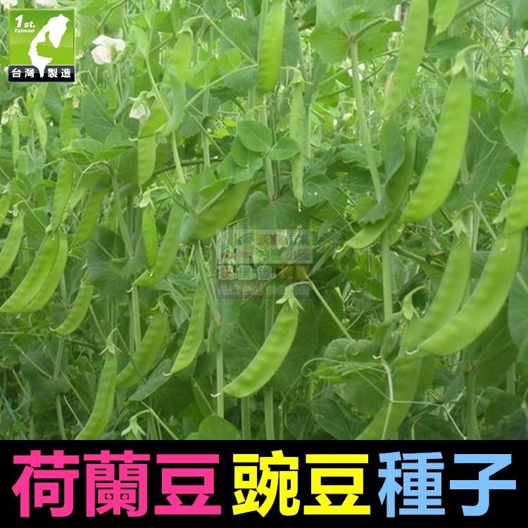 🥜㊣【我會發芽】荷蘭豆種子 豌豆種子 蔓性一代交配品種 高產抗病 法國大莢扁豆 豌豆莢 高營養 可盆栽 約10粒/包25-細節圖3