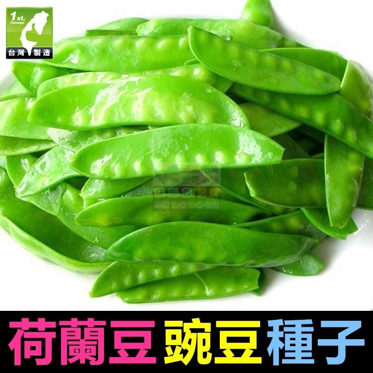 🥜㊣【我會發芽】荷蘭豆種子 豌豆種子 蔓性一代交配品種 高產抗病 法國大莢扁豆 豌豆莢 高營養 可盆栽 約10粒/包25-細節圖4