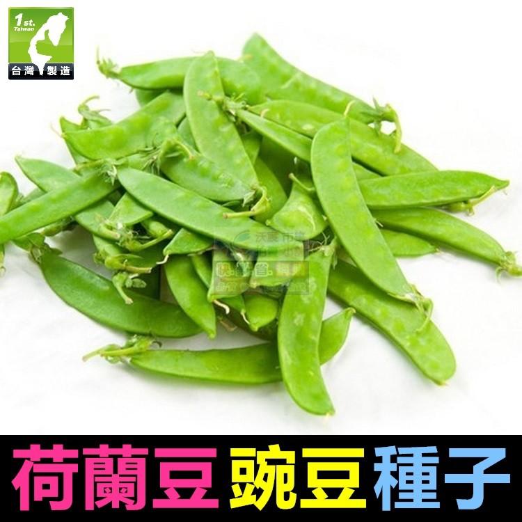 🥜㊣【我會發芽】荷蘭豆種子 豌豆種子 蔓性一代交配品種 高產抗病 法國大莢扁豆 豌豆莢 高營養 可盆栽 約10粒/包25-細節圖6