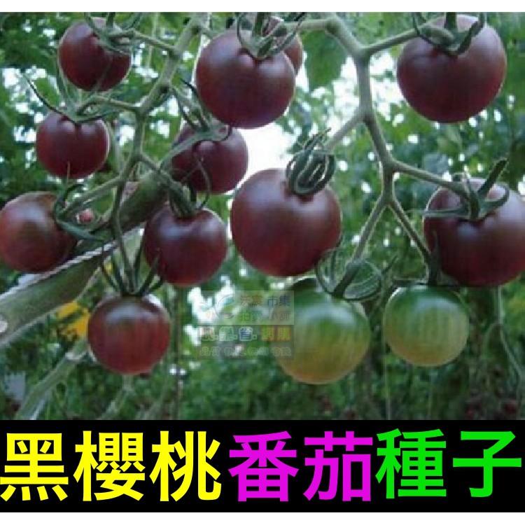 🍅㊣【我會發芽】黑櫻桃番茄種子 蕃茄 台灣改良品種 聖女果 味甜 易栽好活 陽台盆栽 20~30粒/包-細節圖2